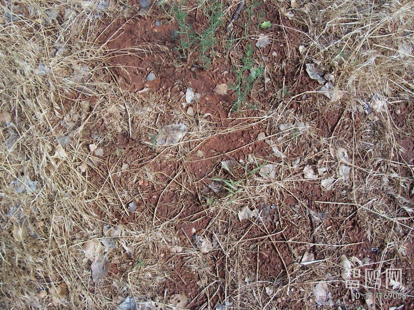 Grass