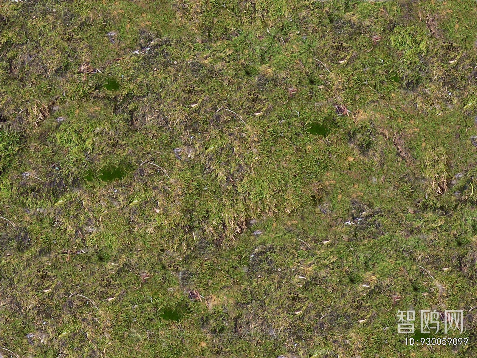 Grass