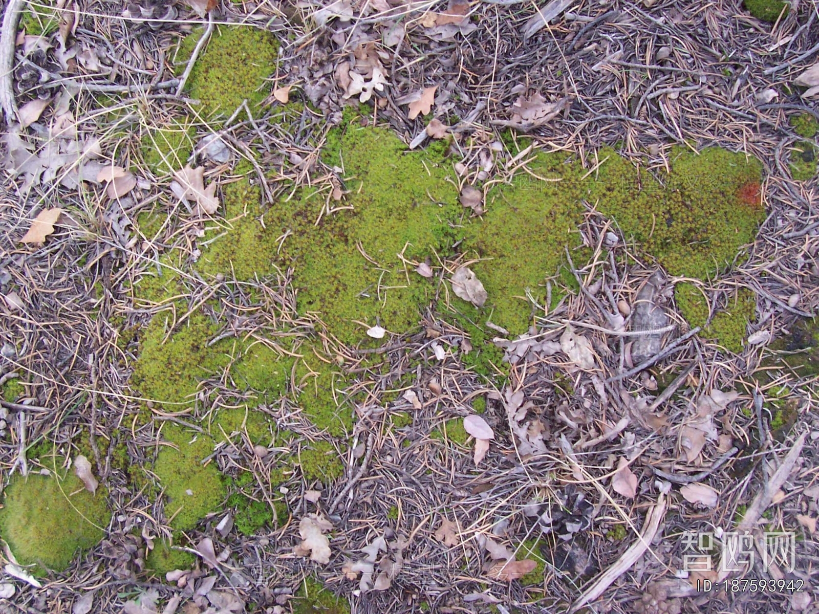 Grass