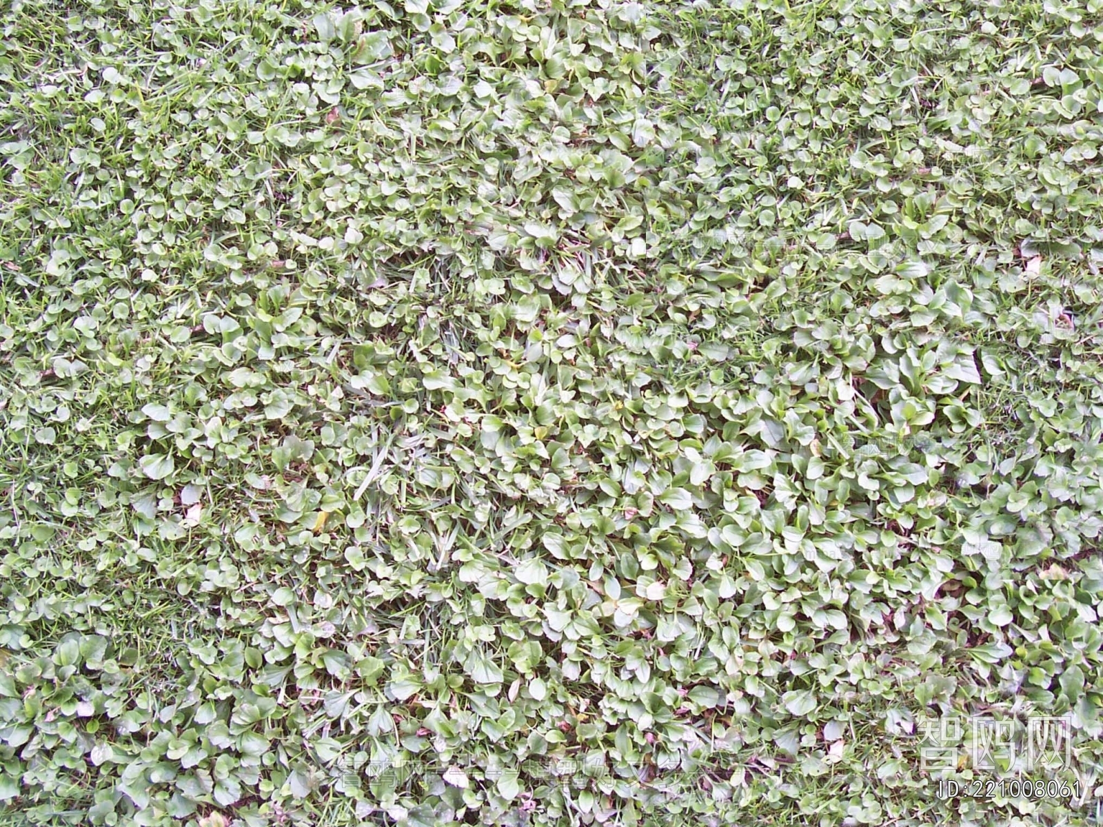 Grass