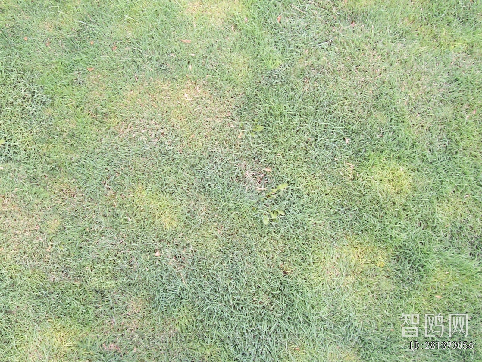 Grass