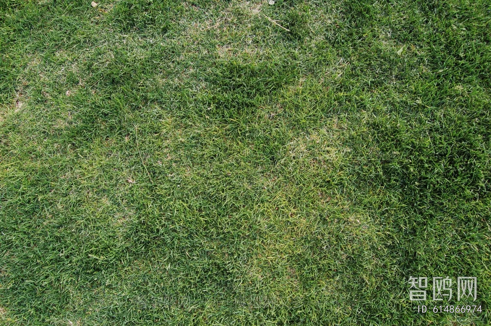 Grass