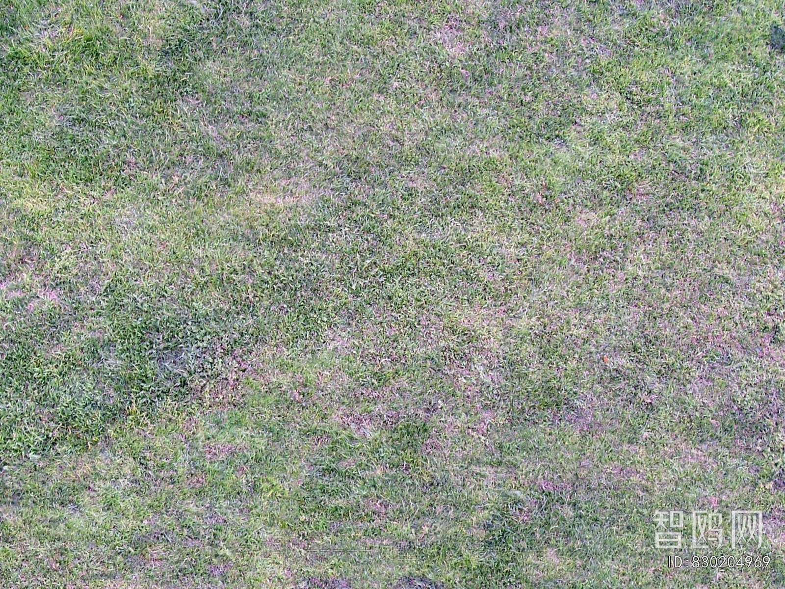Grass