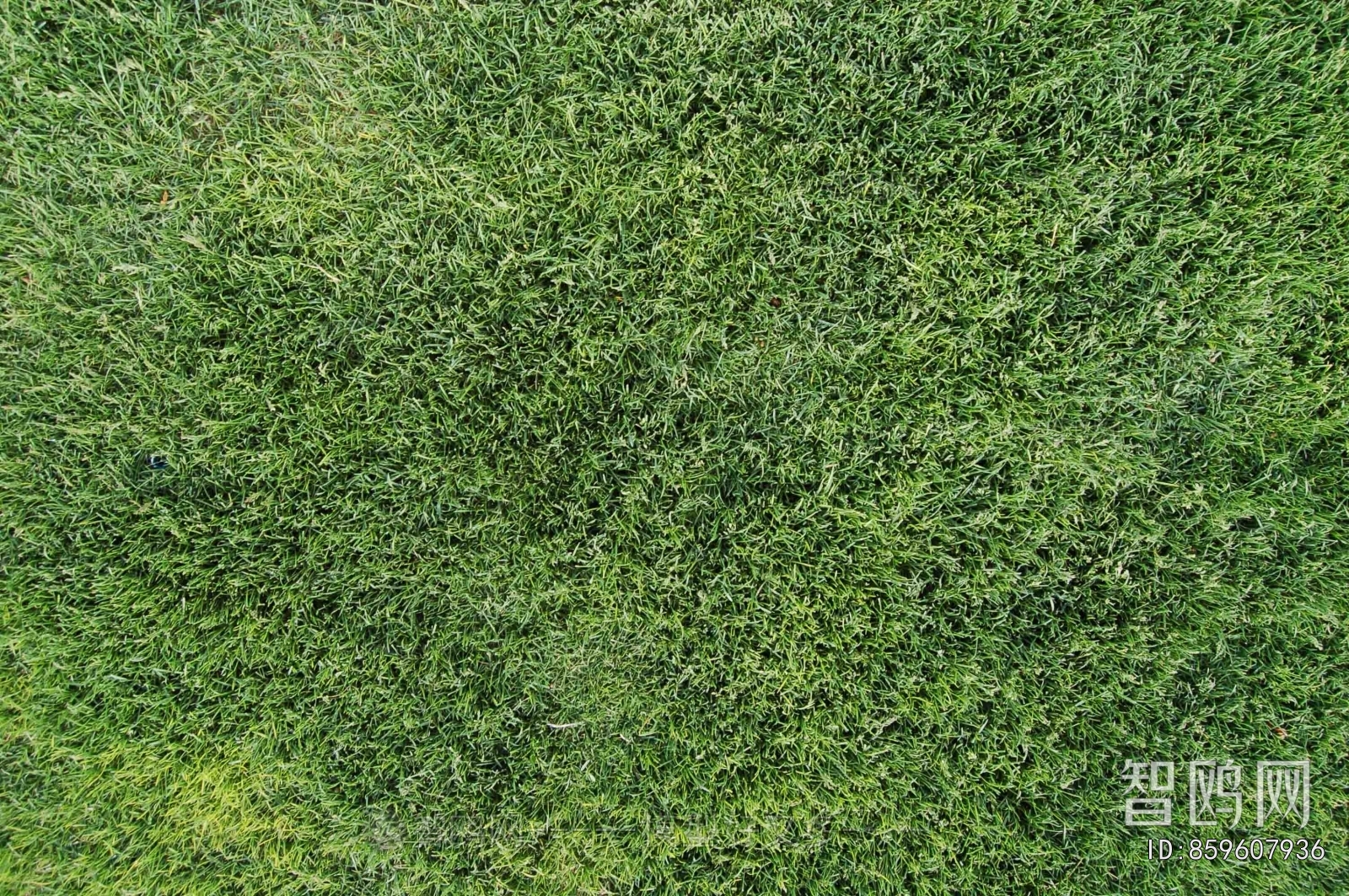 Grass