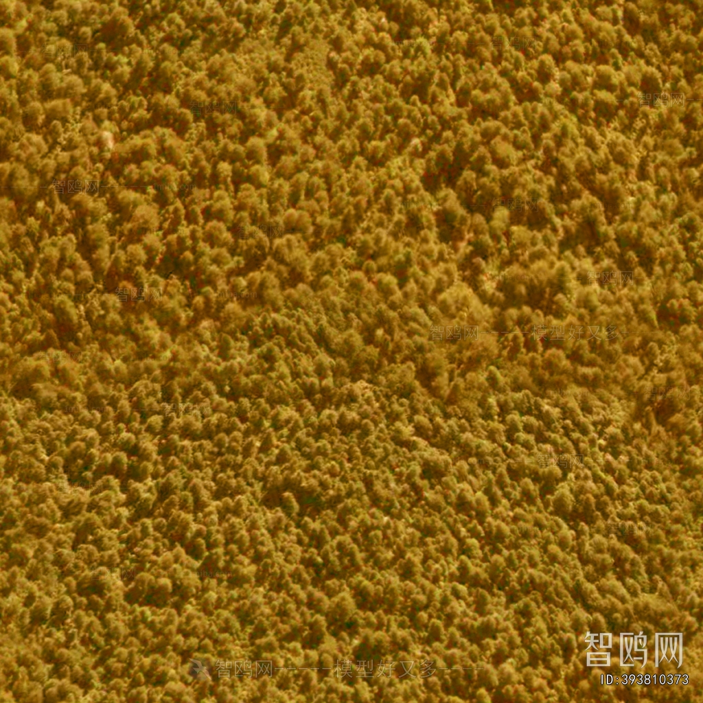 Plant Leaves