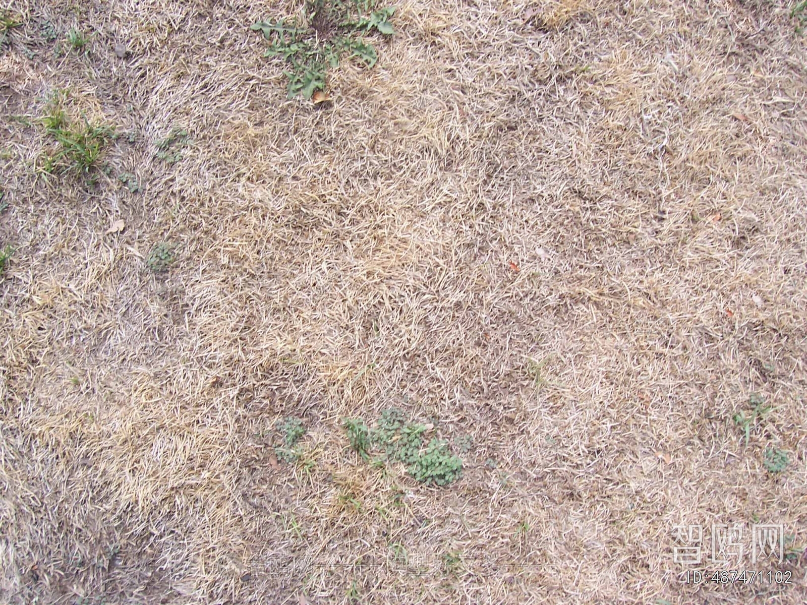 Grass