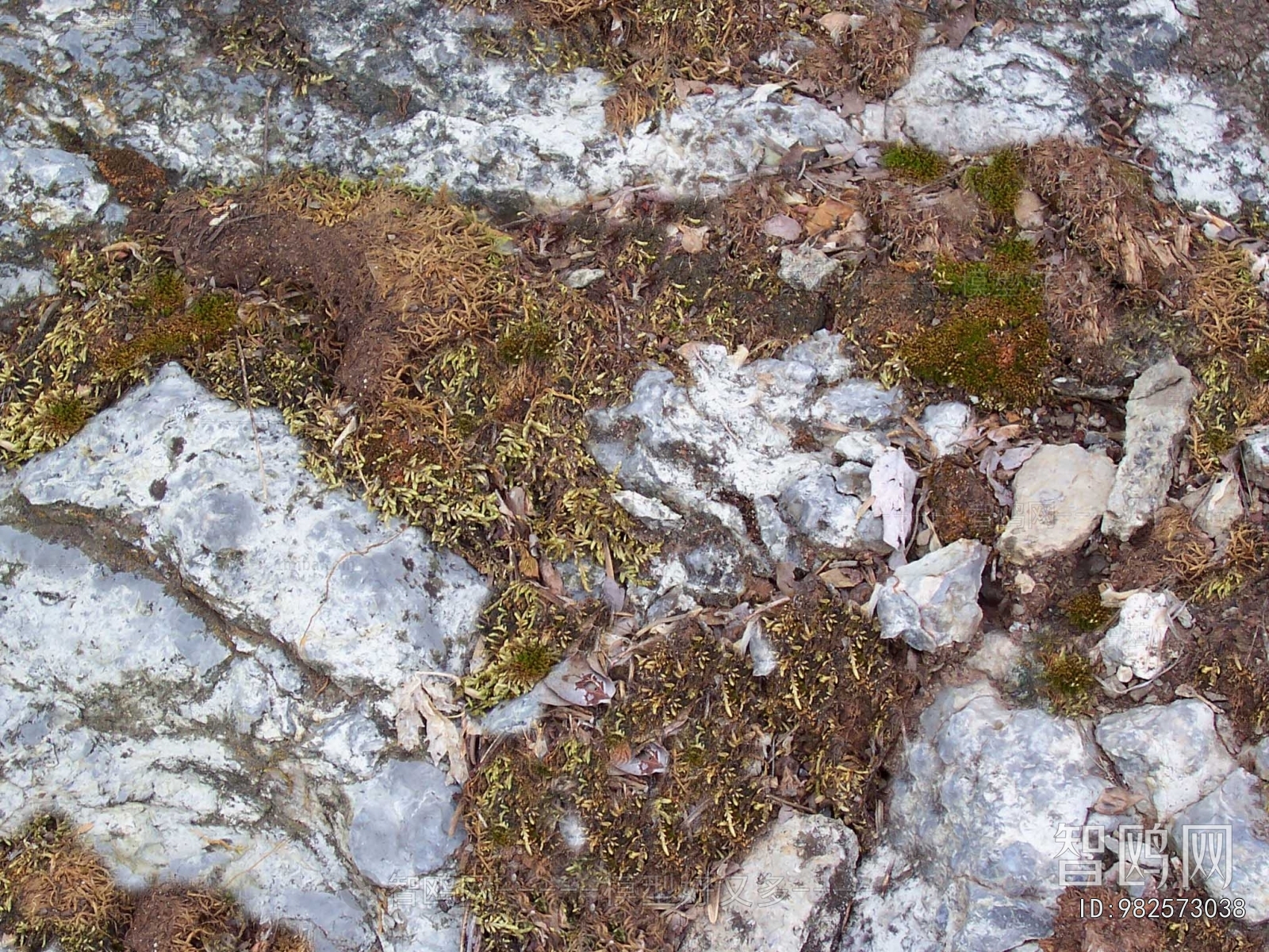 Grass