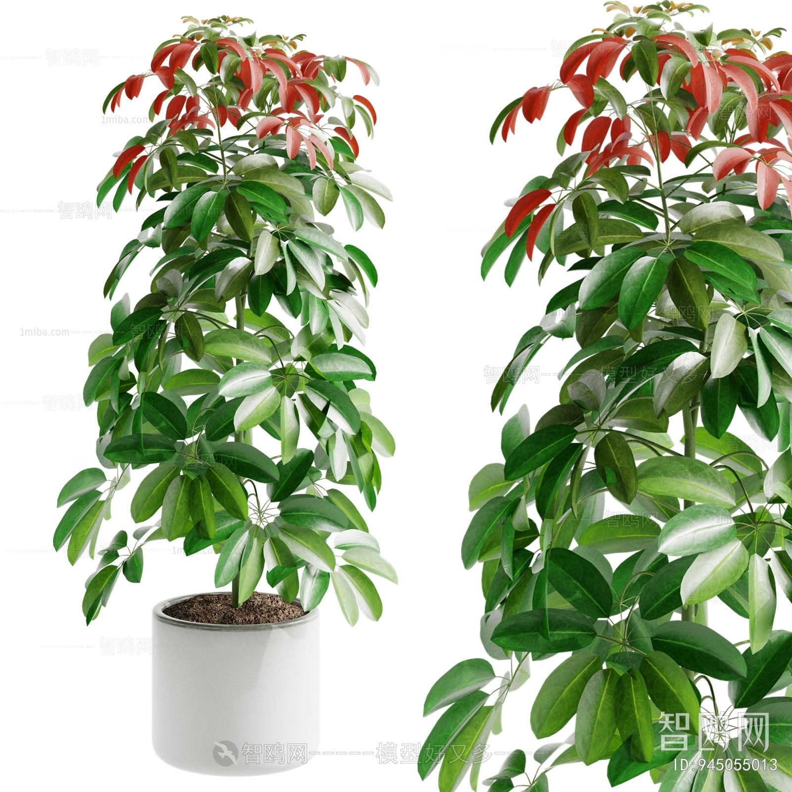 Modern Ground Green Plant Potted Plants