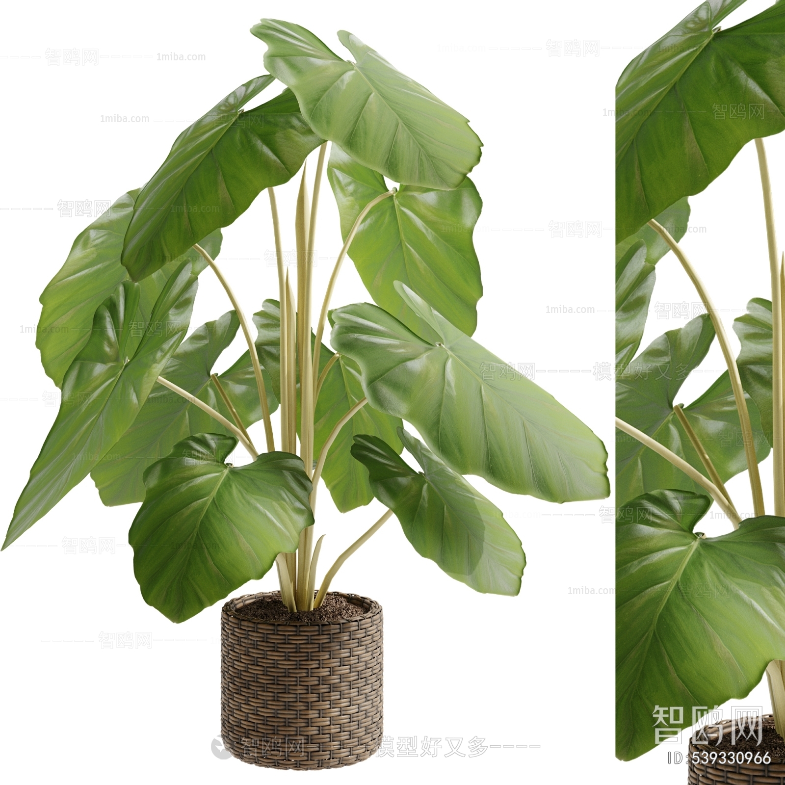 Modern Ground Green Plant Potted Plants
