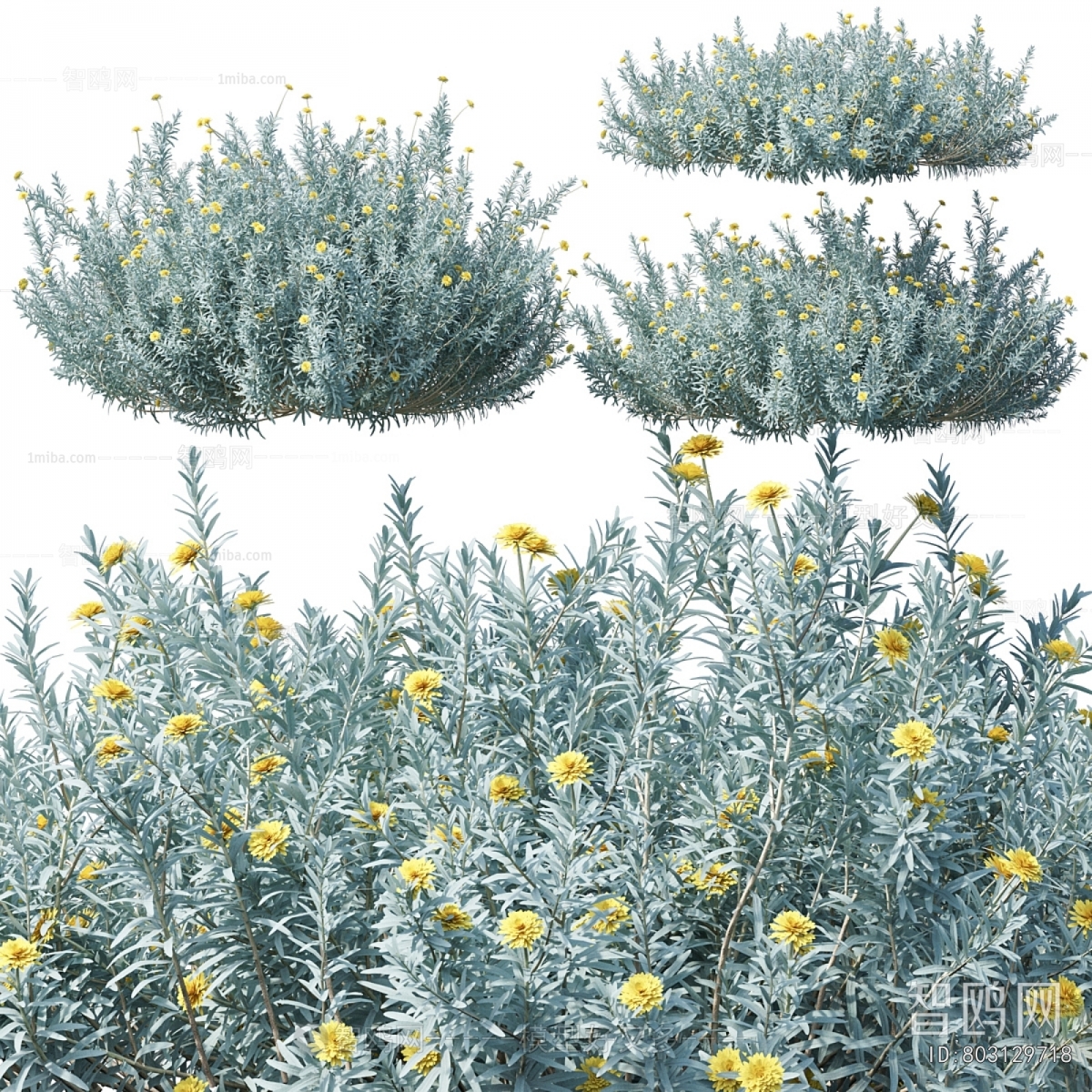 Modern Shrubbery