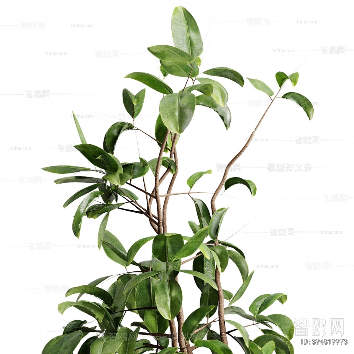 Modern Ground Green Plant Potted Plants