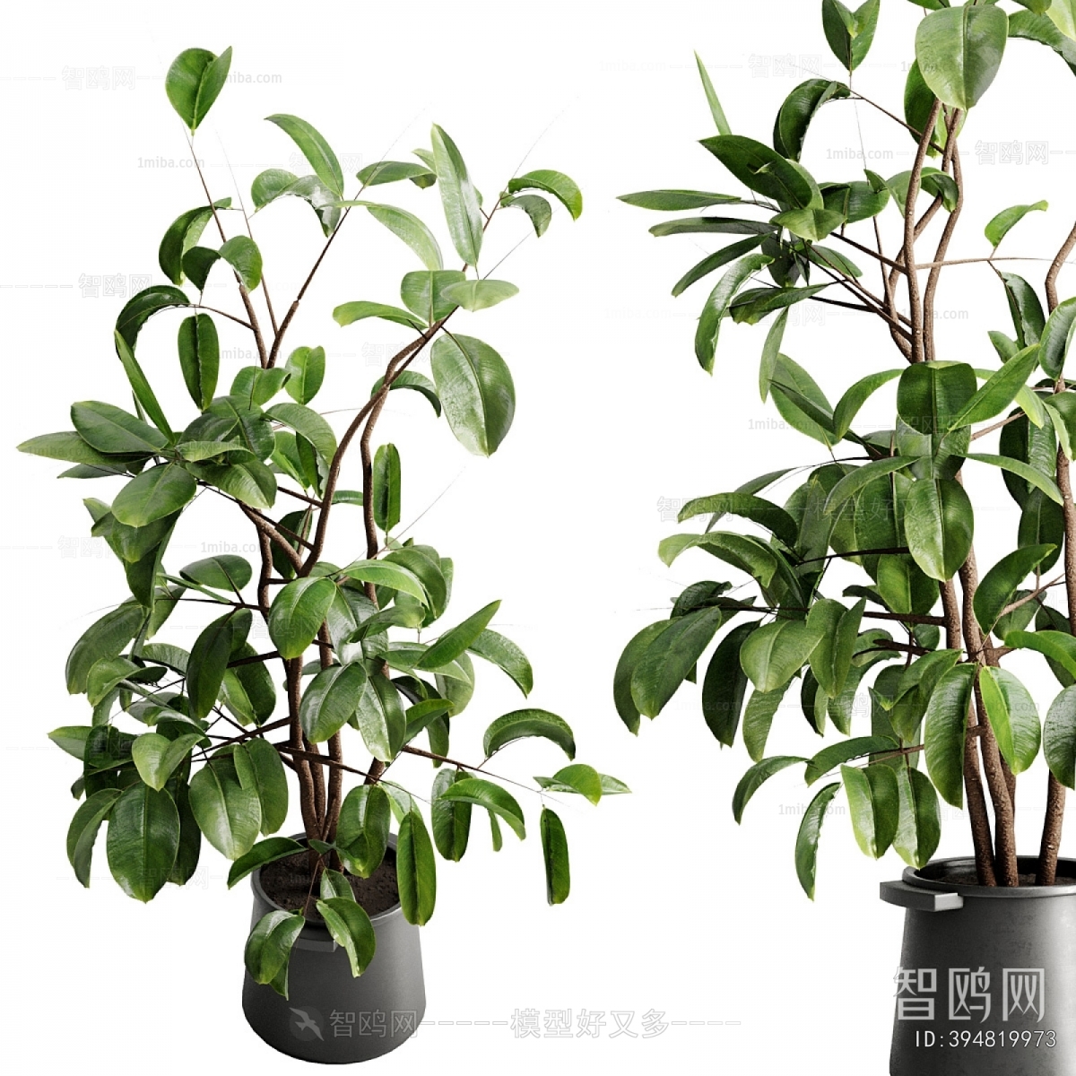 Modern Ground Green Plant Potted Plants
