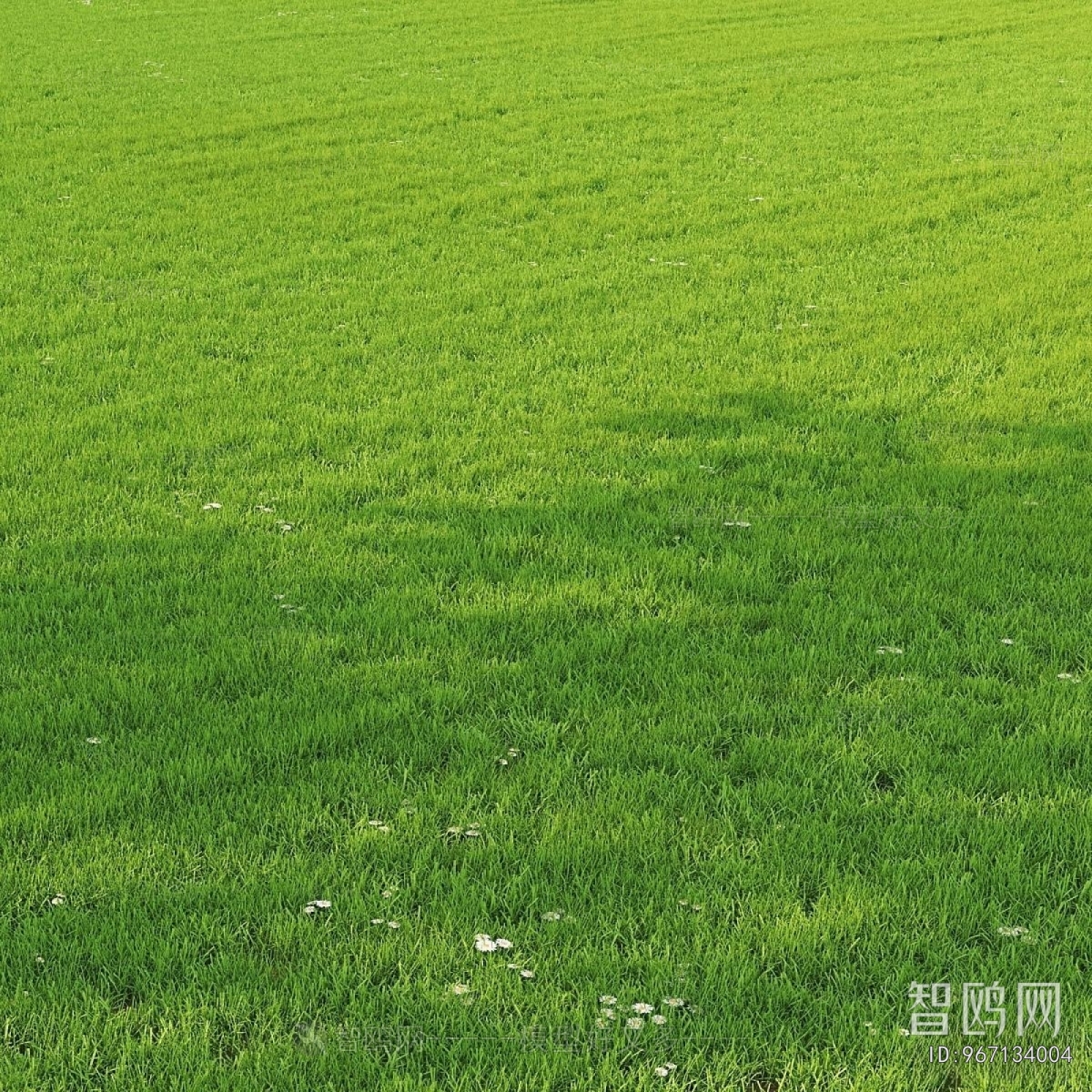 Modern The Grass