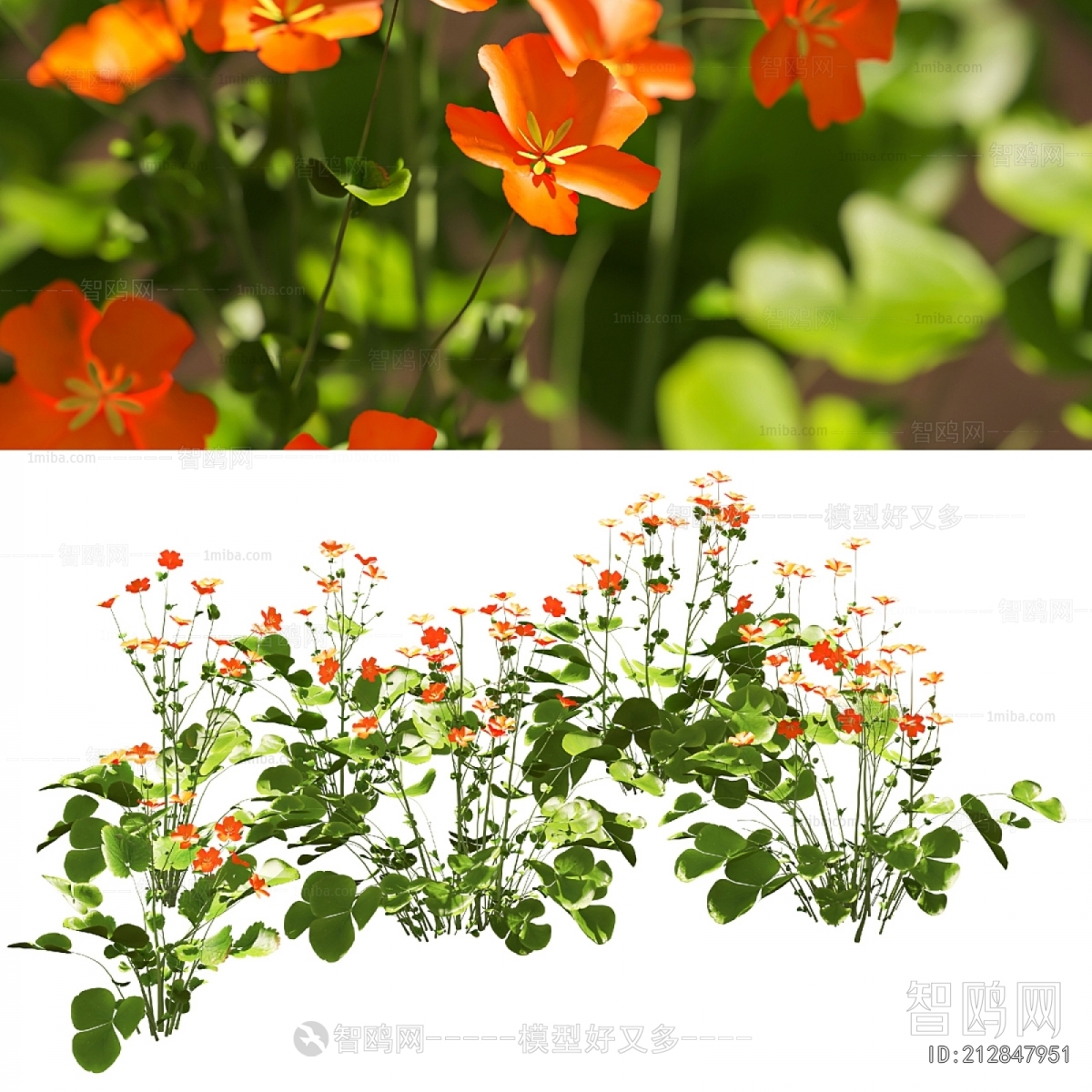 Modern Flowers And Grass