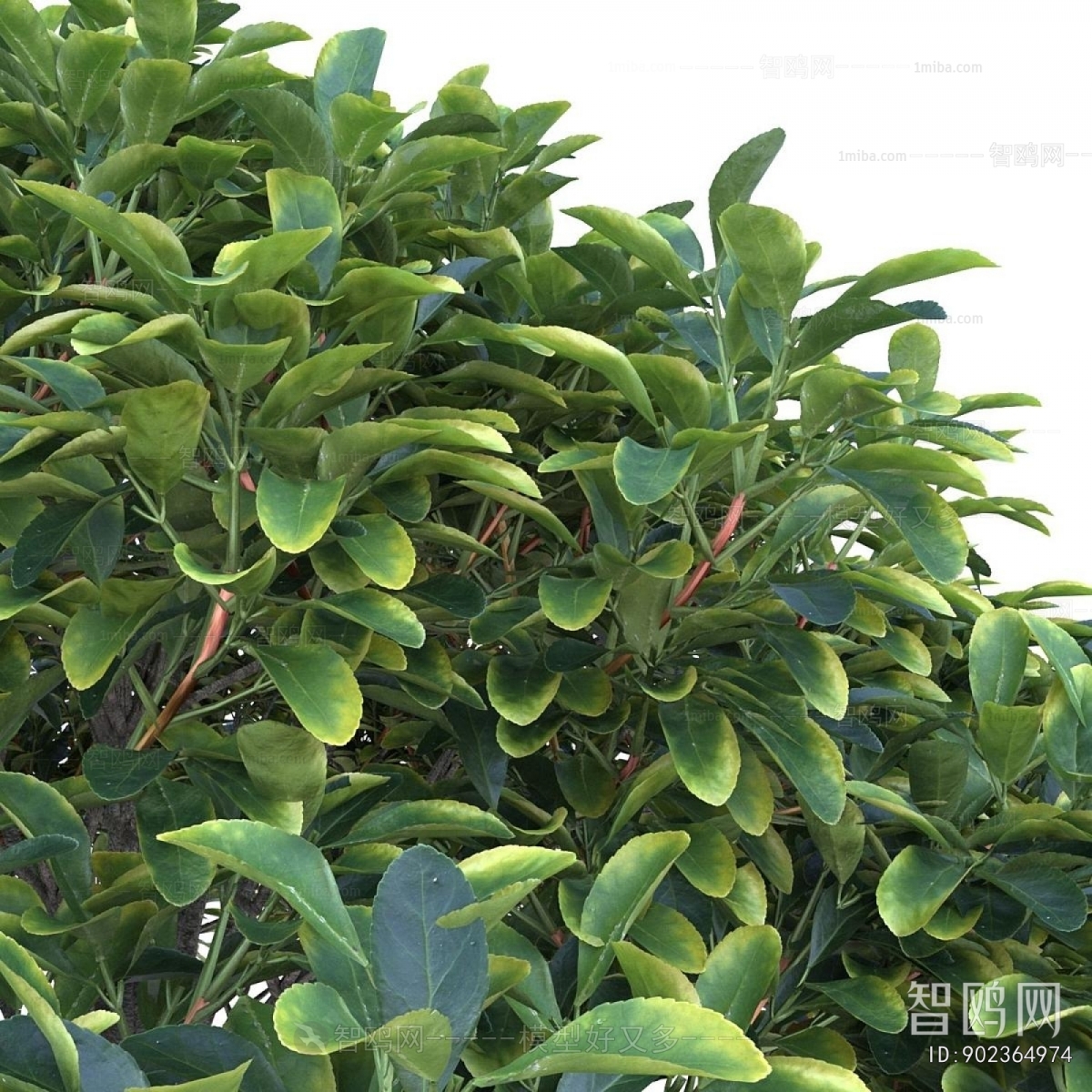 Modern Shrubbery