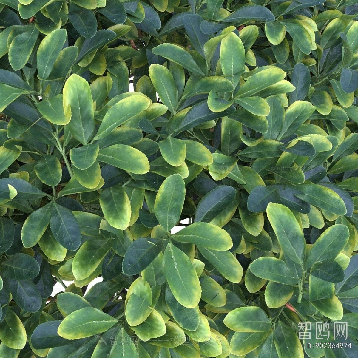 Modern Shrubbery