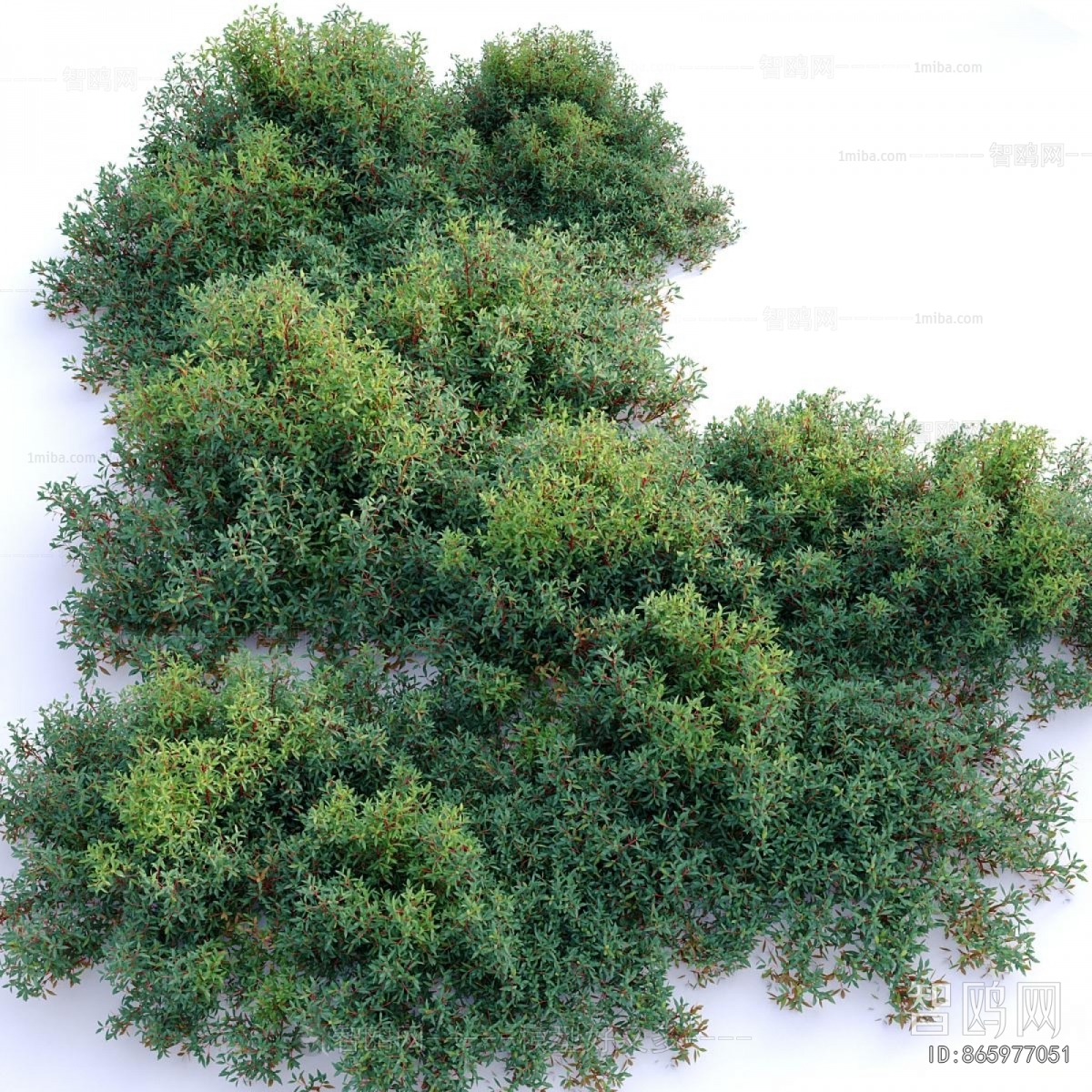 Modern Shrubbery