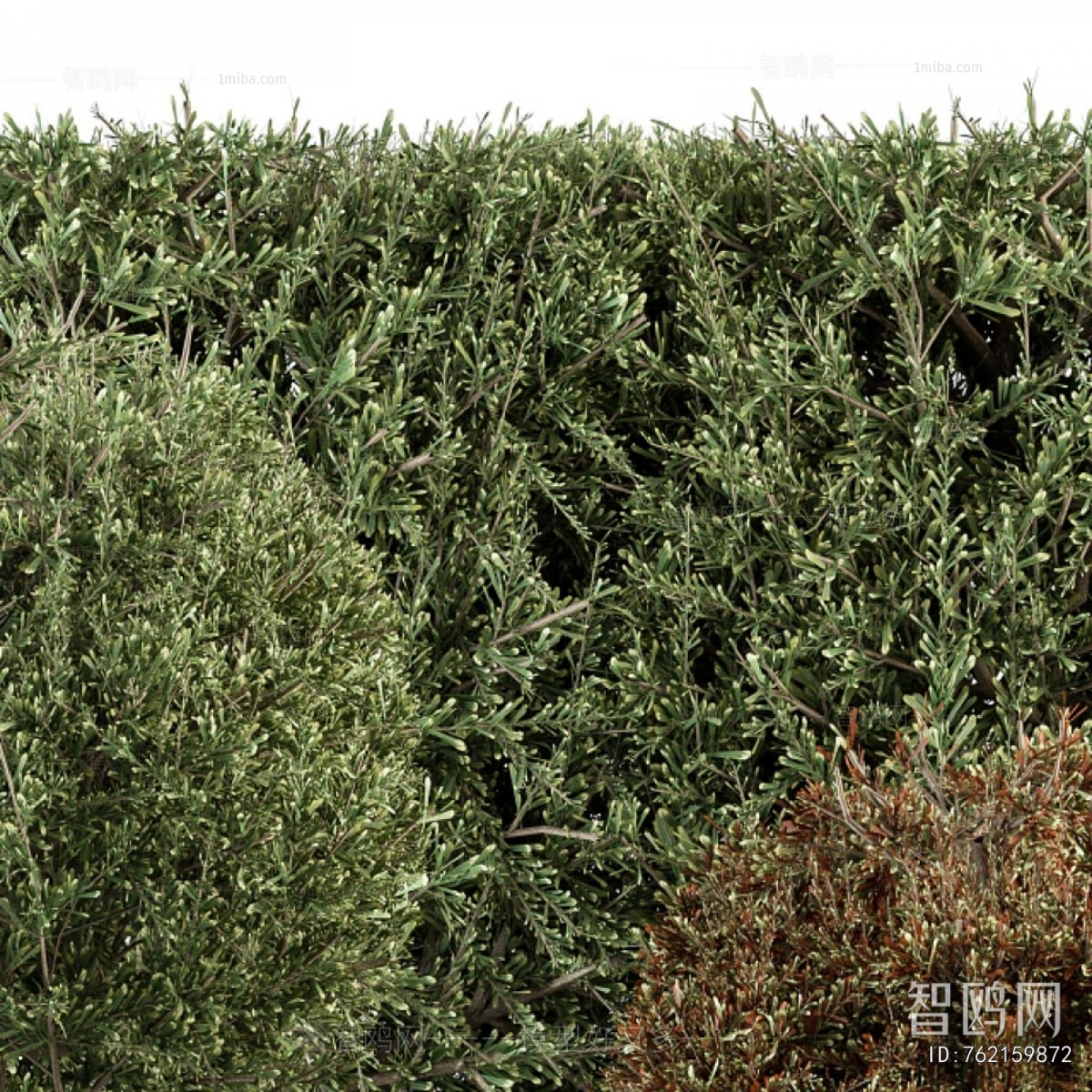 Modern Shrubbery