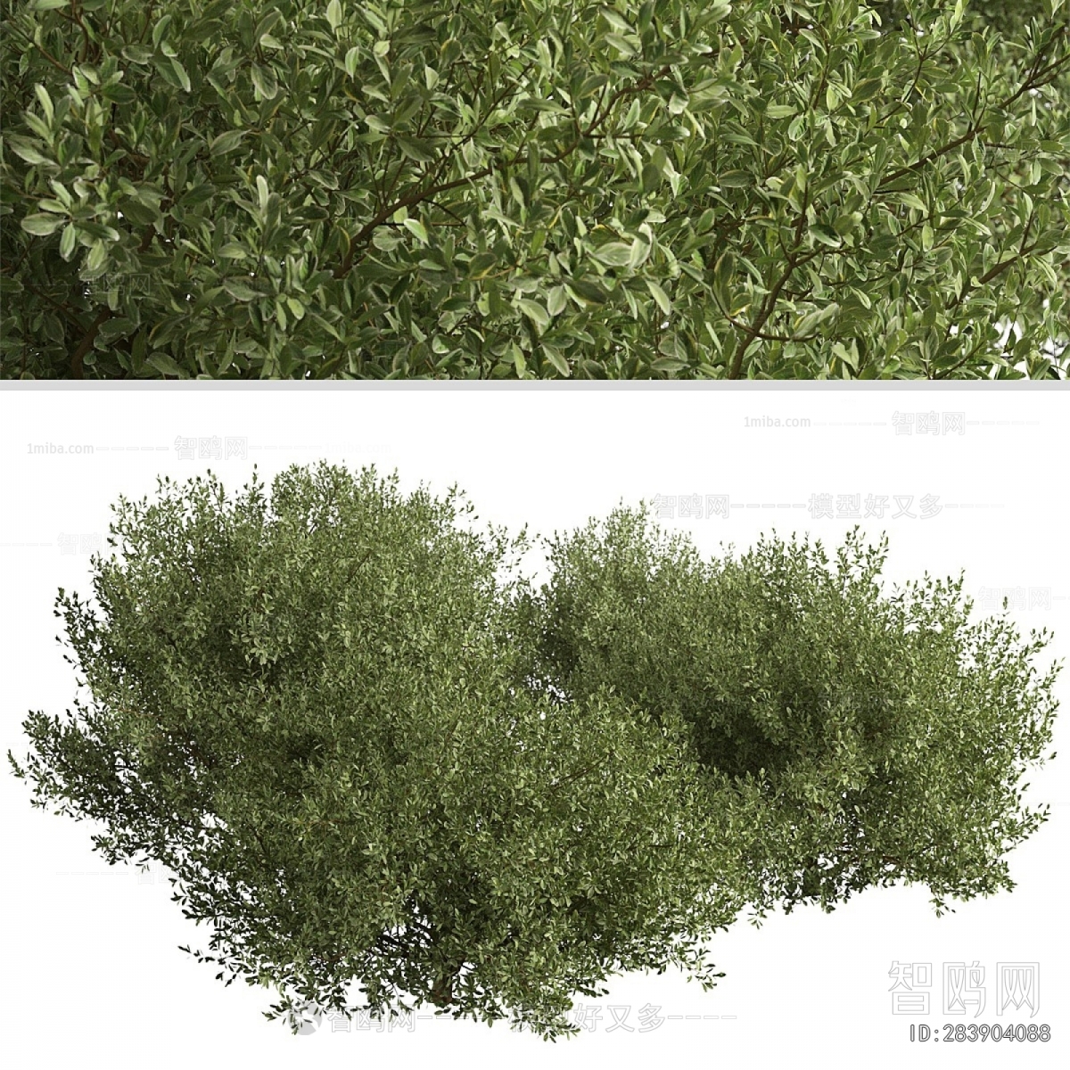 Modern Shrubbery