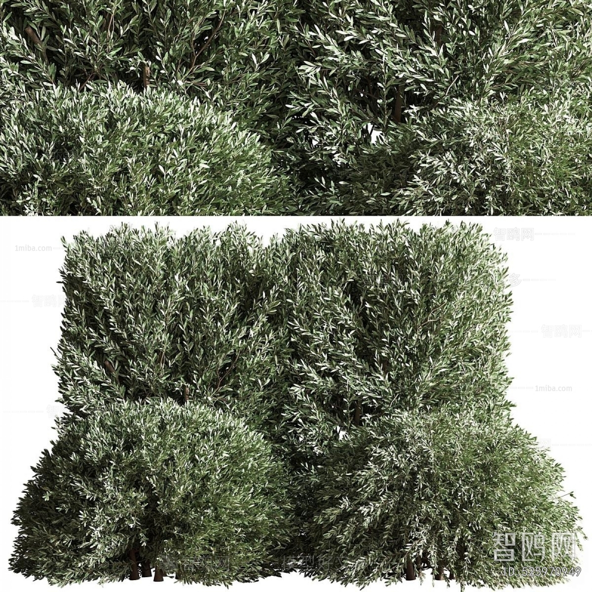 Modern Shrubbery