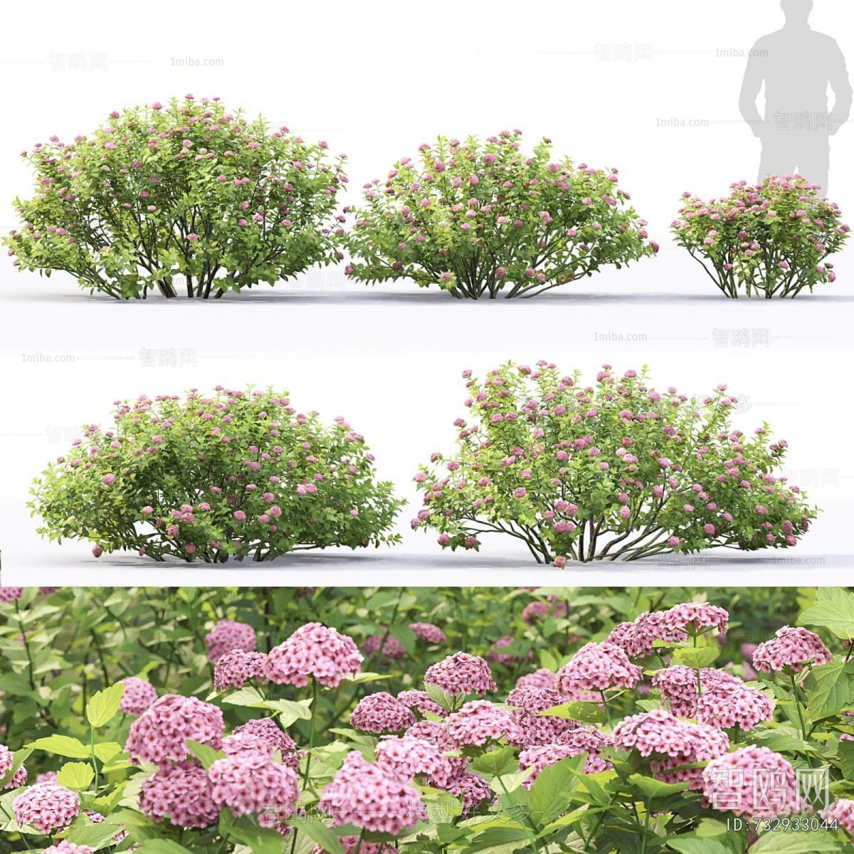 Modern Shrubbery