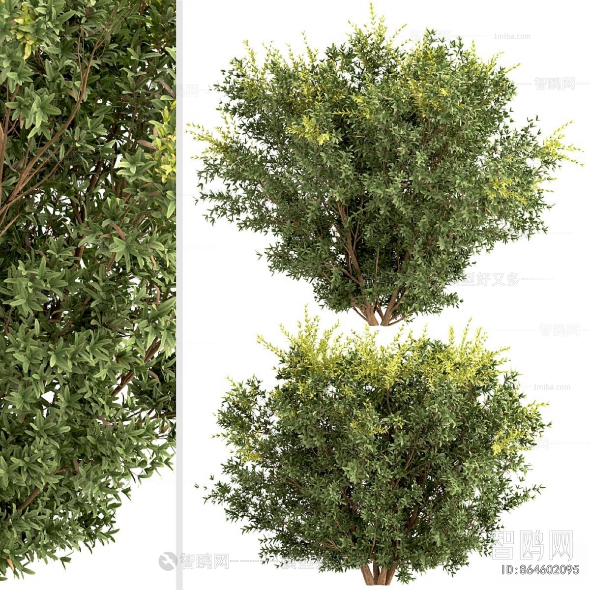 Modern Shrubbery