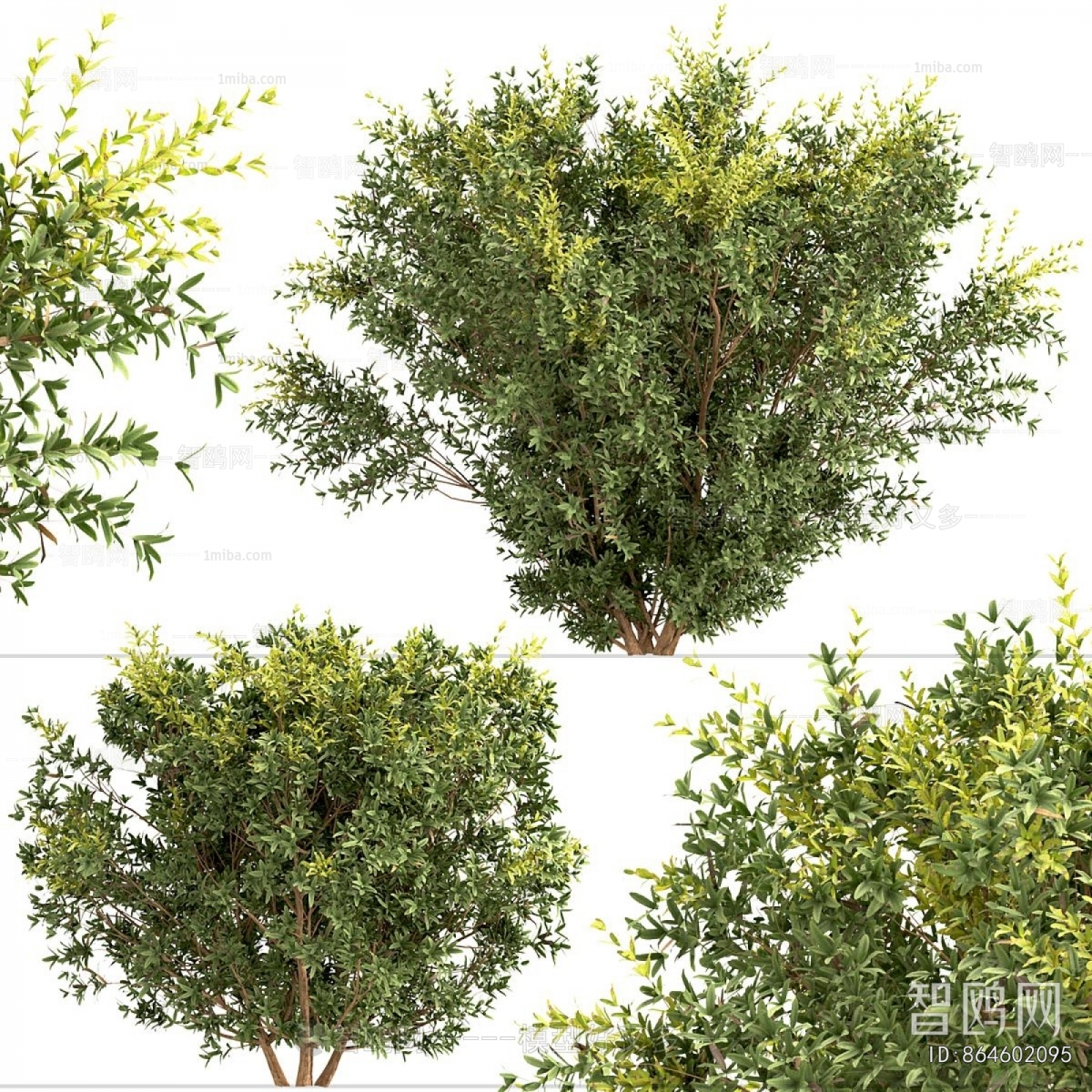 Modern Shrubbery