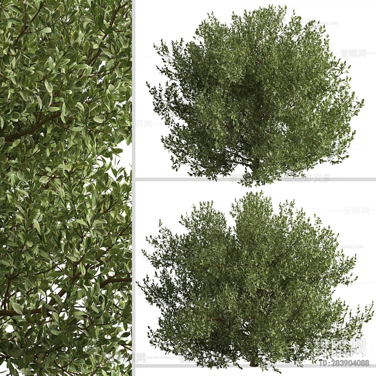 Modern Shrubbery