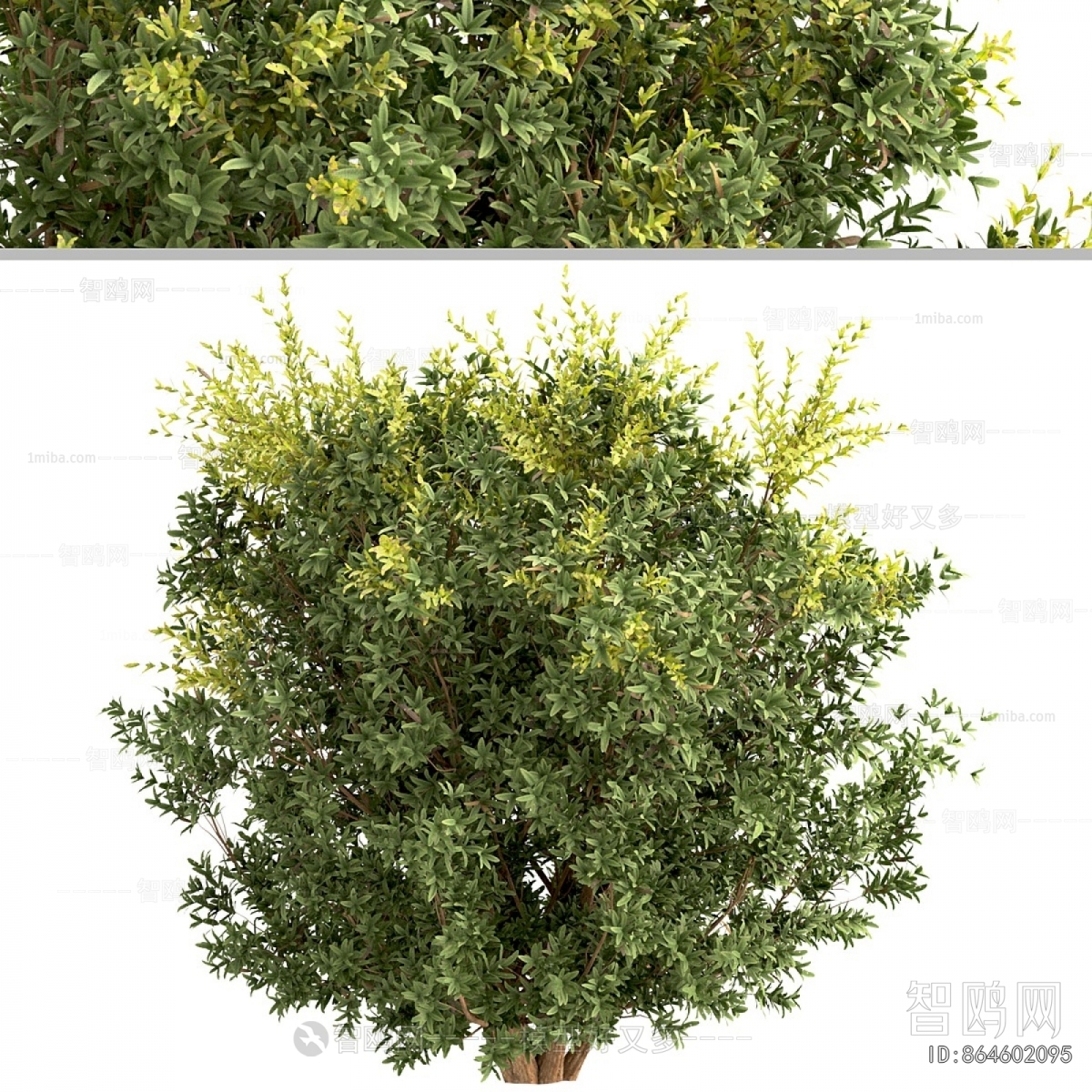 Modern Shrubbery