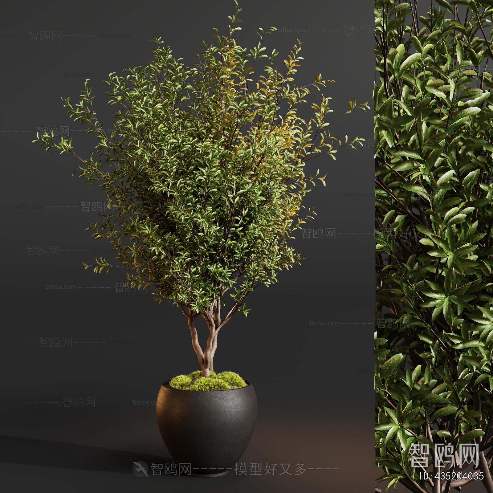 Modern Ground Green Plant Potted Plants