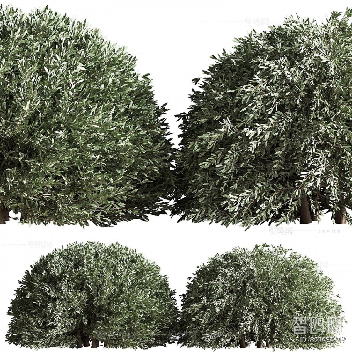 Modern Shrubbery