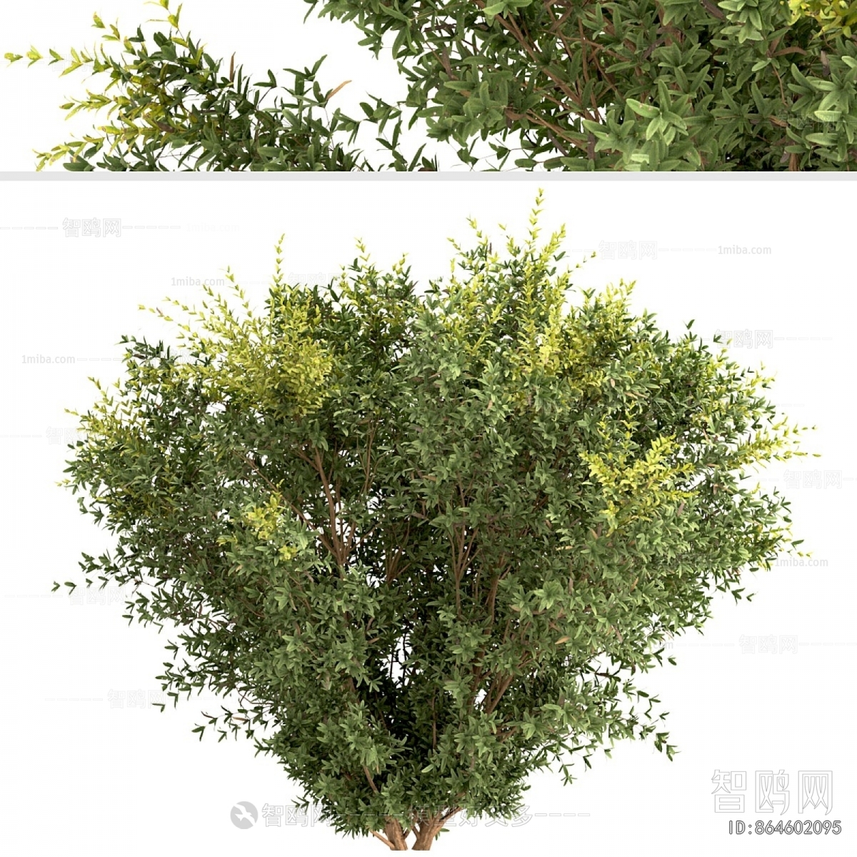 Modern Shrubbery