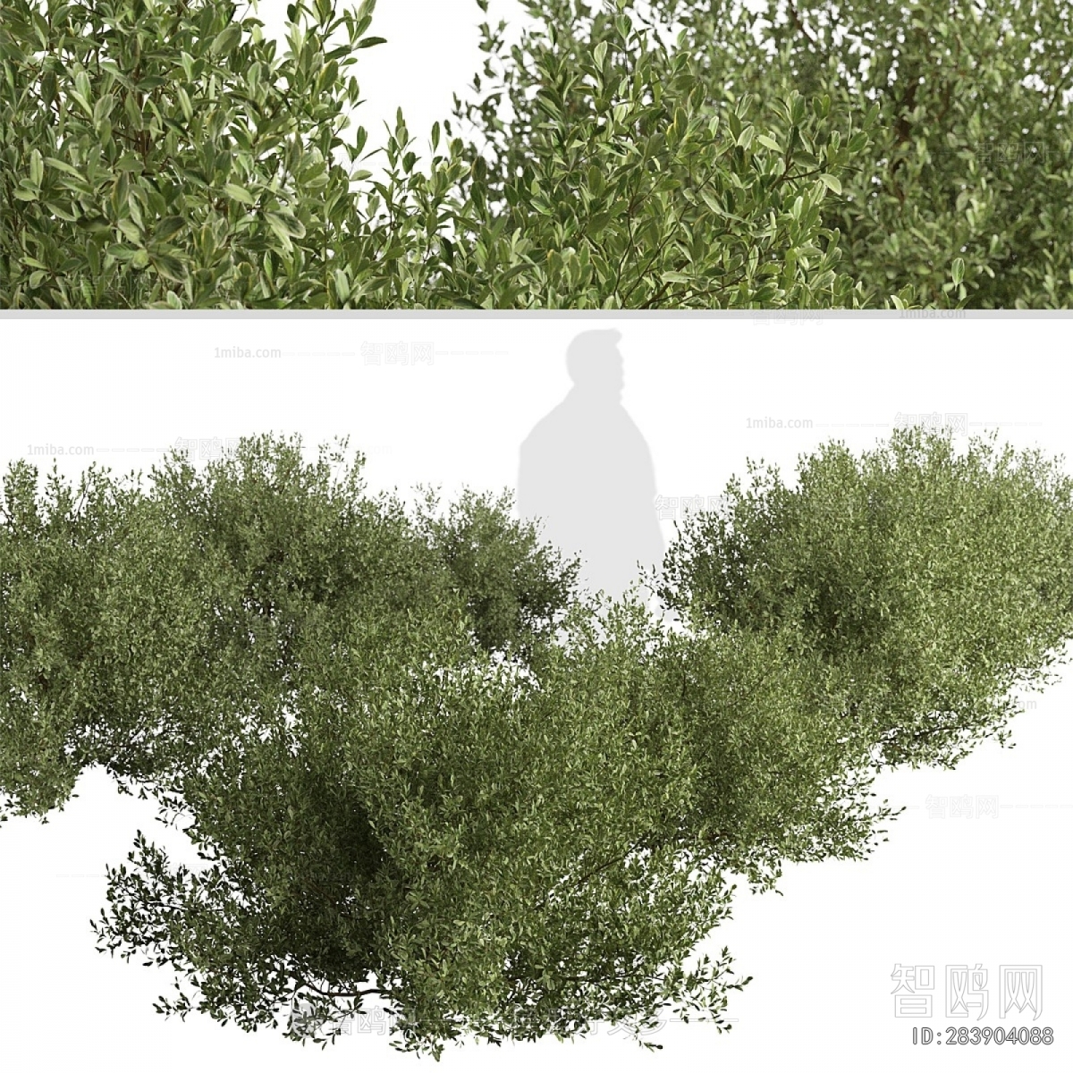 Modern Shrubbery