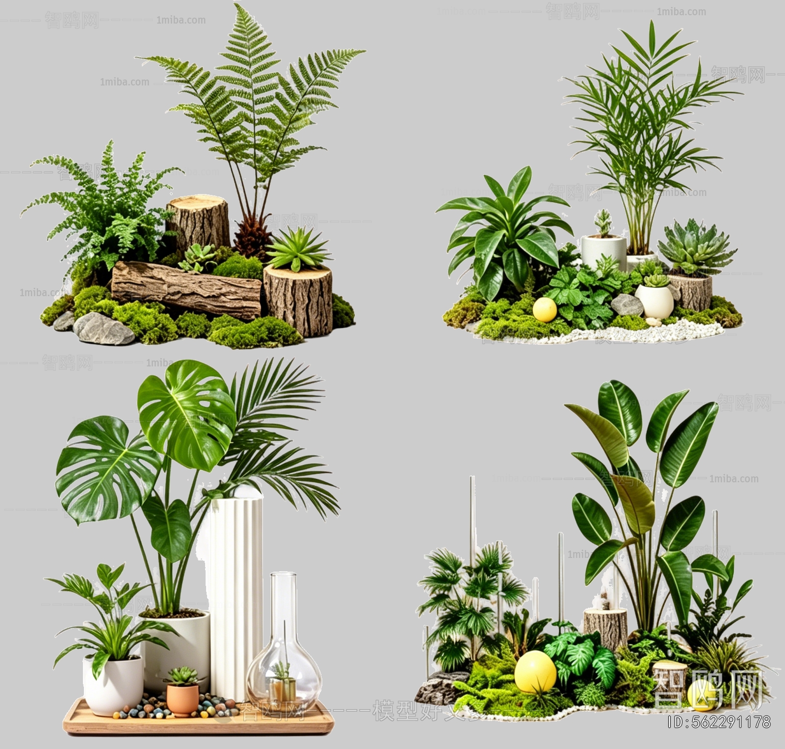 Plant Leaves