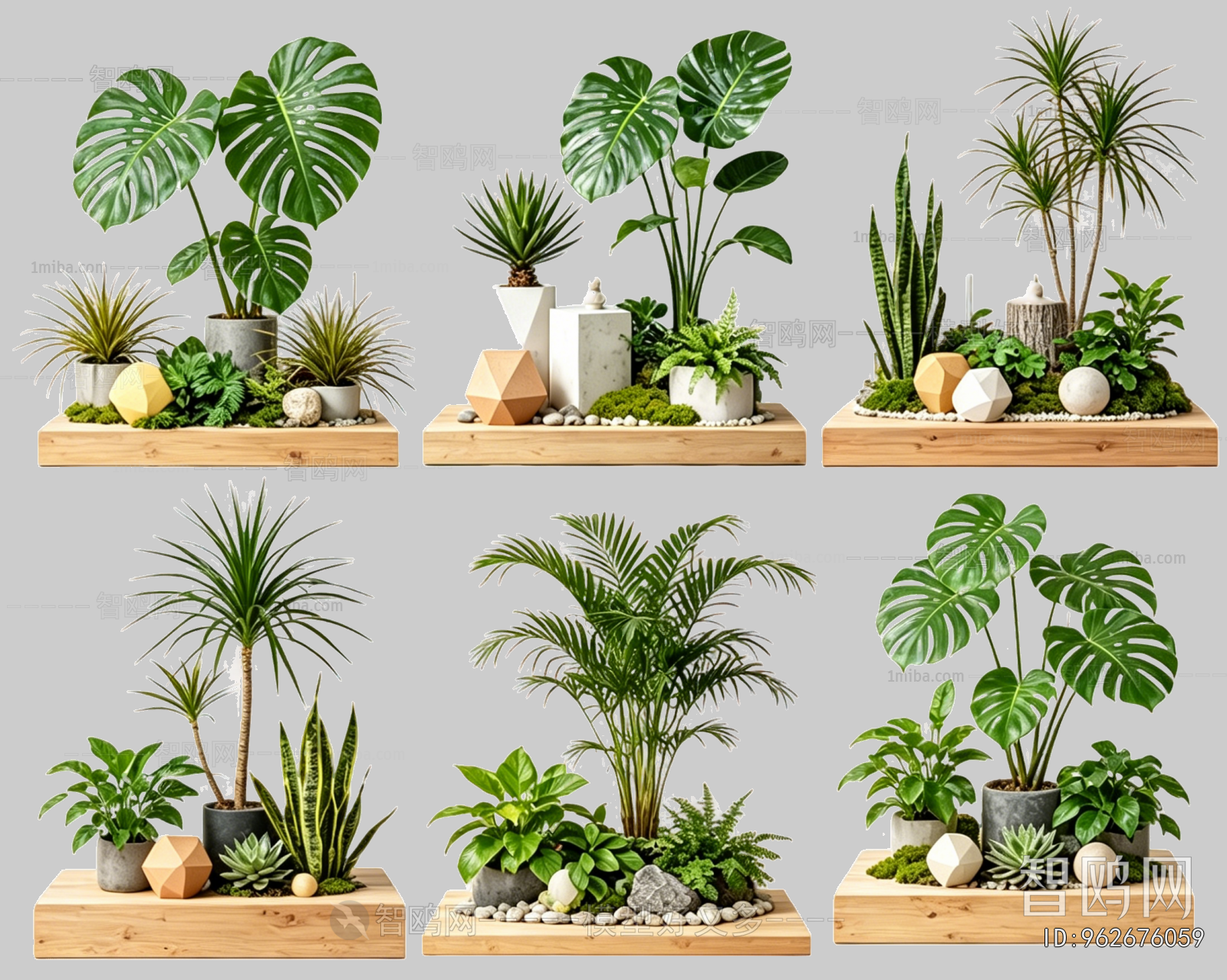 Plant Leaves