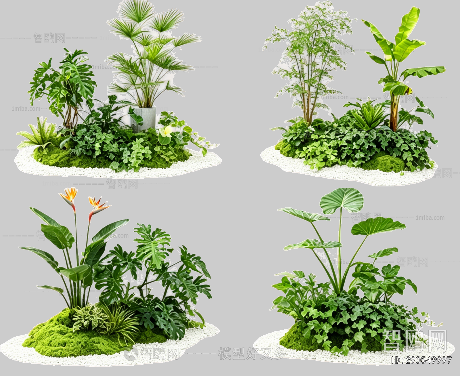 Plant Leaves