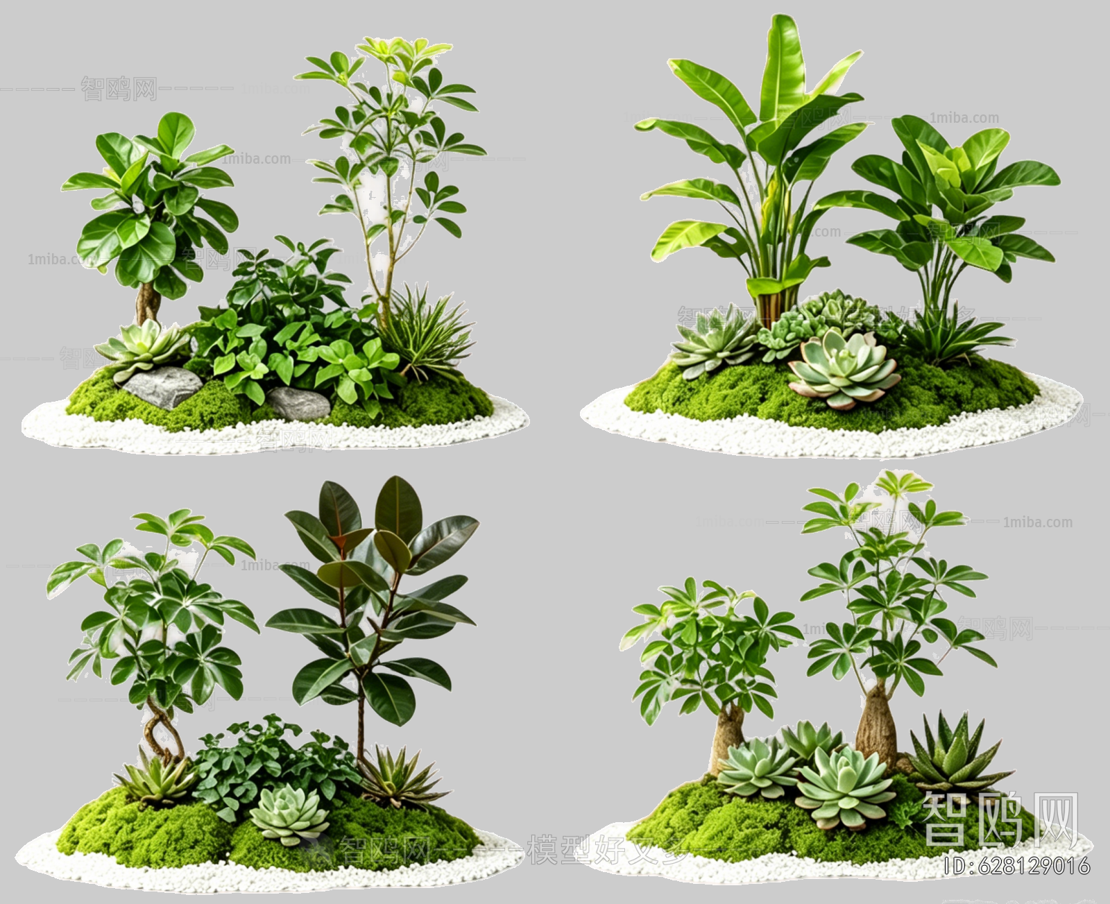 Plant Leaves