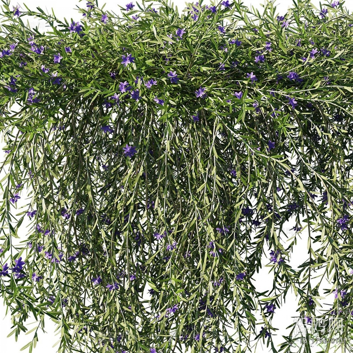 Modern Vine