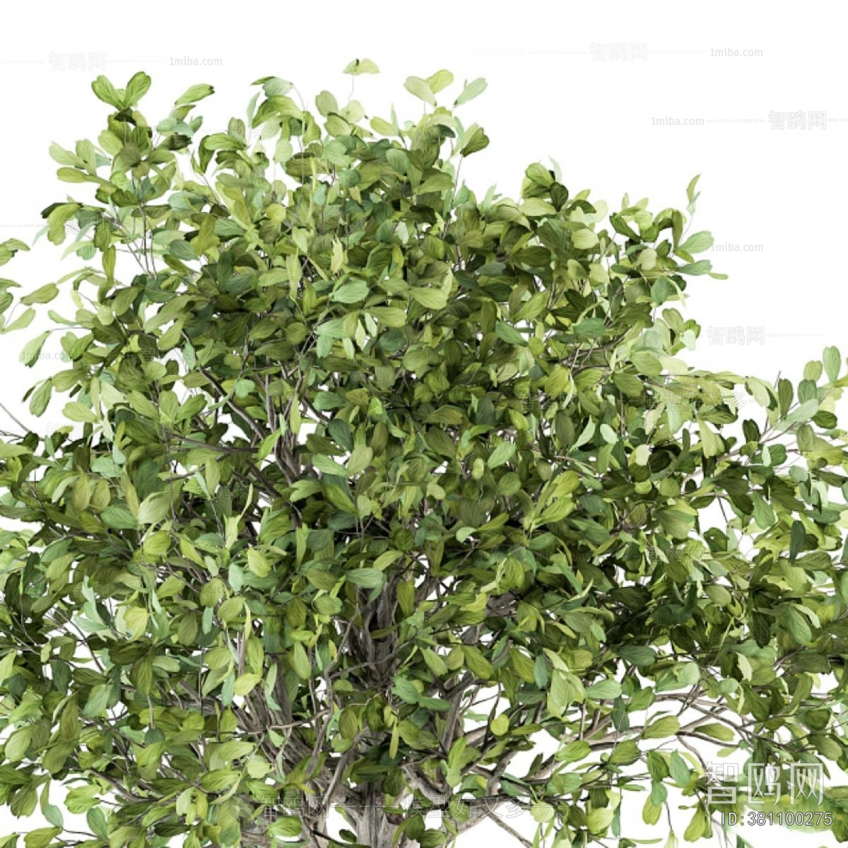 Modern Ground Green Plant Potted Plants