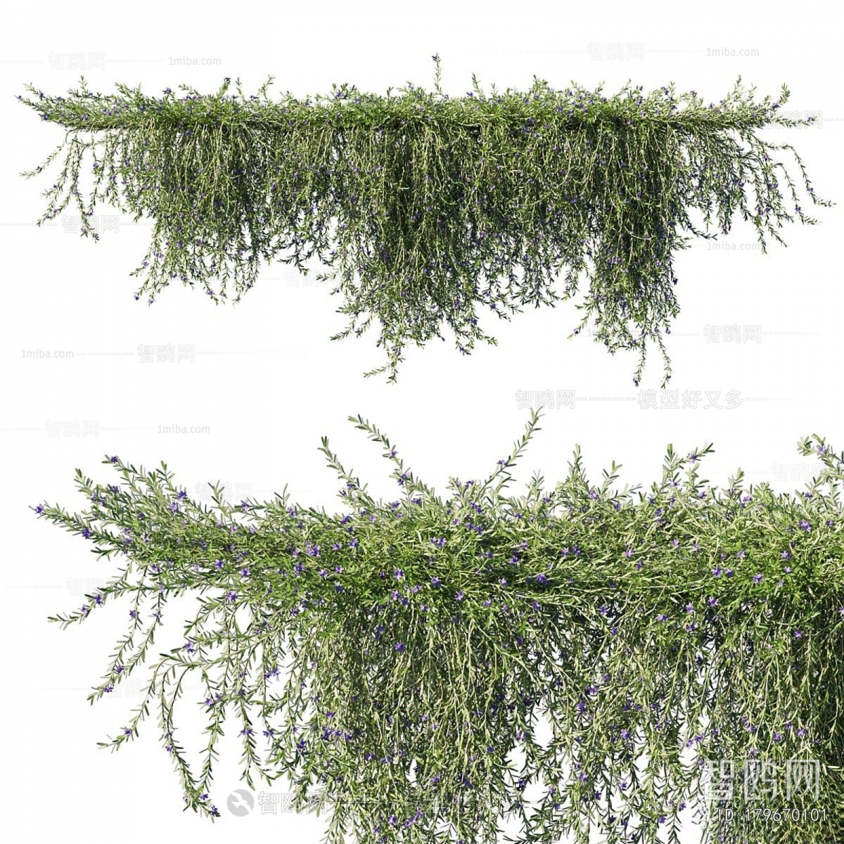 Modern Vine