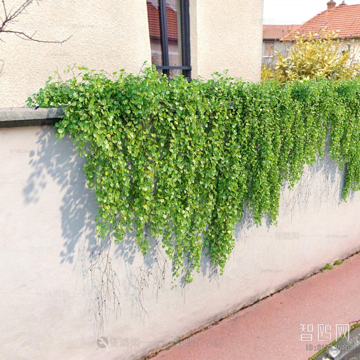 Modern Vine