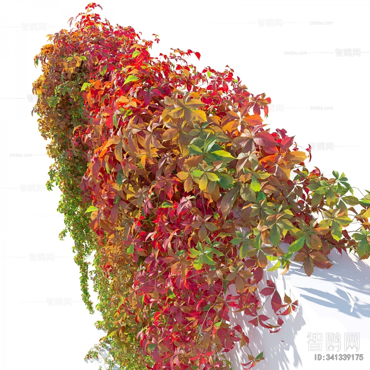Modern Vine