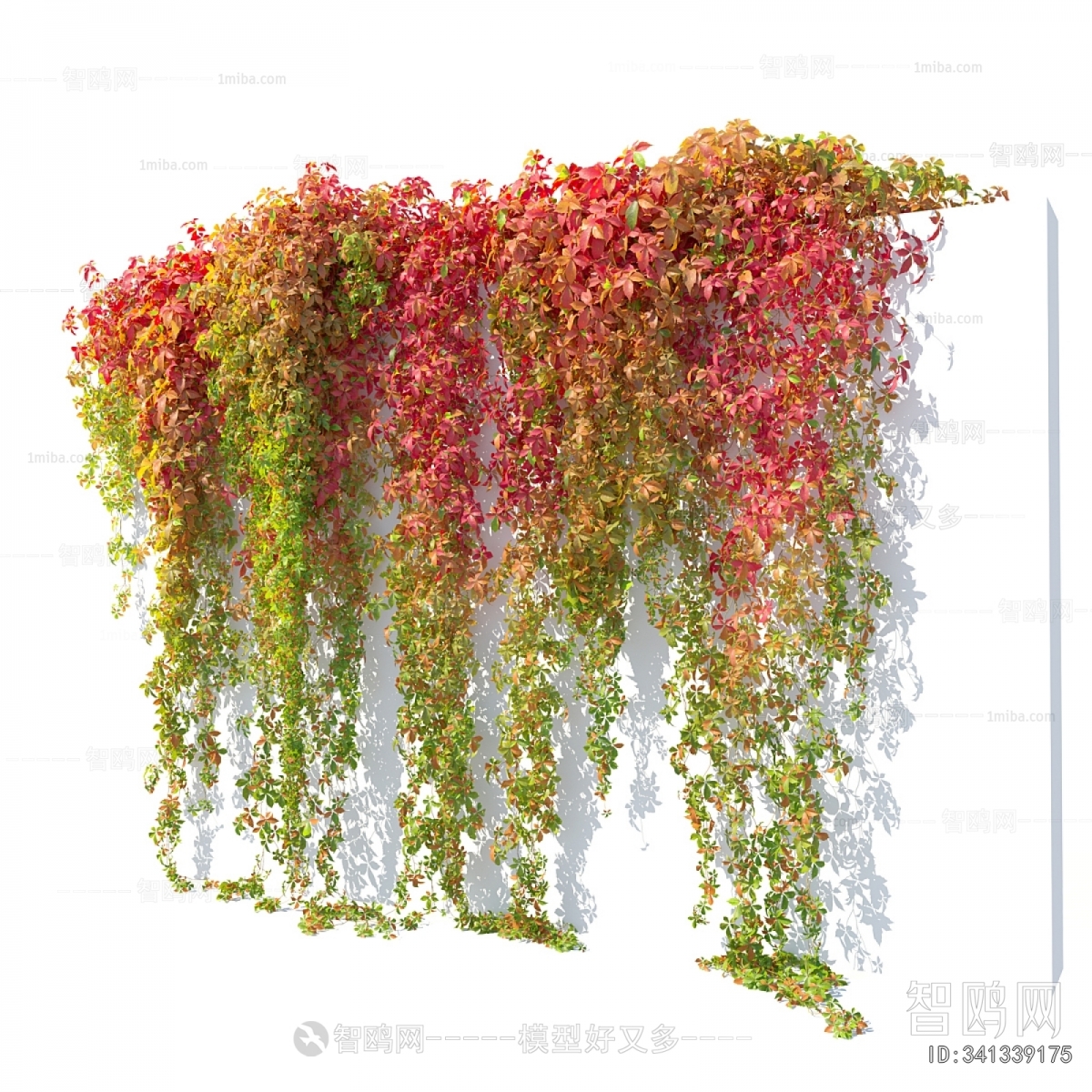 Modern Vine