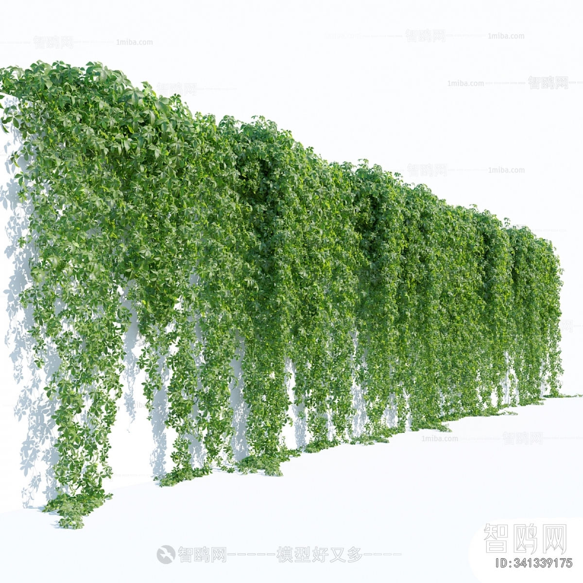 Modern Vine