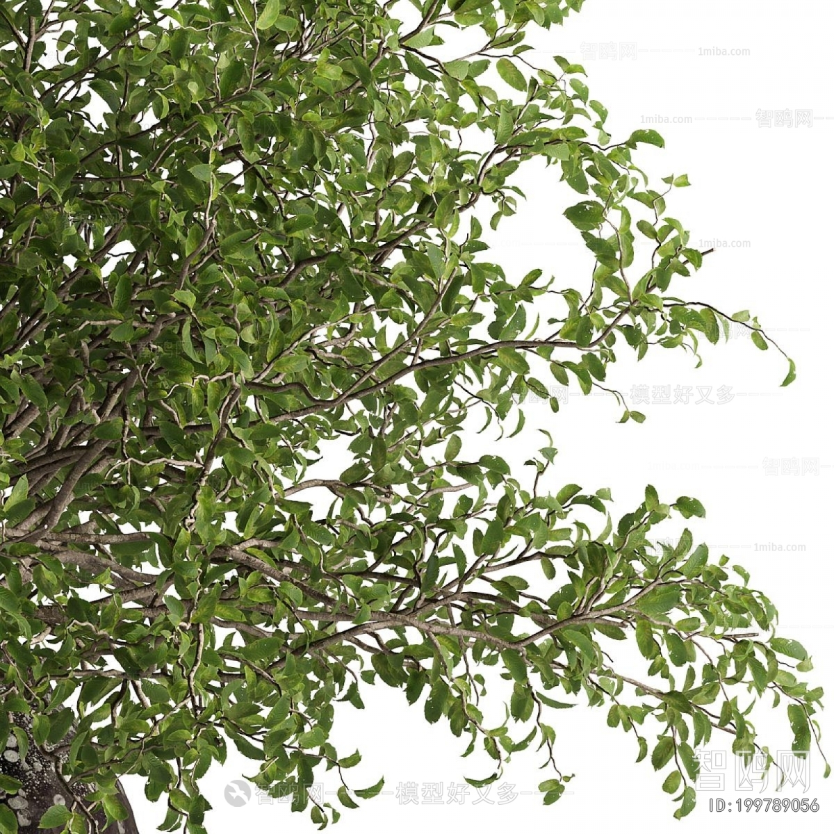Modern Potted Green Plant