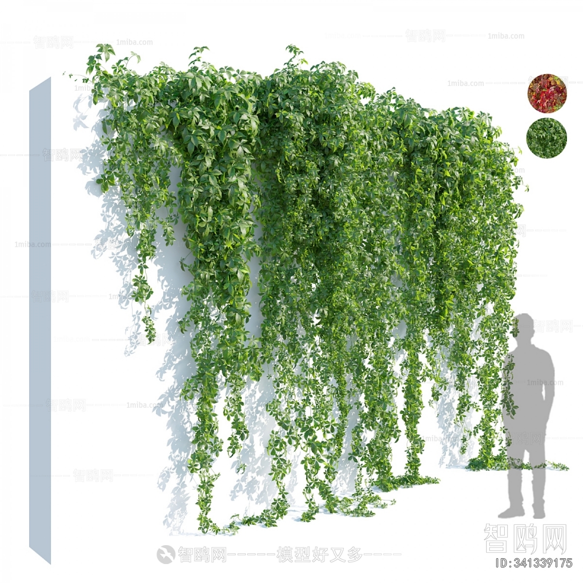 Modern Vine