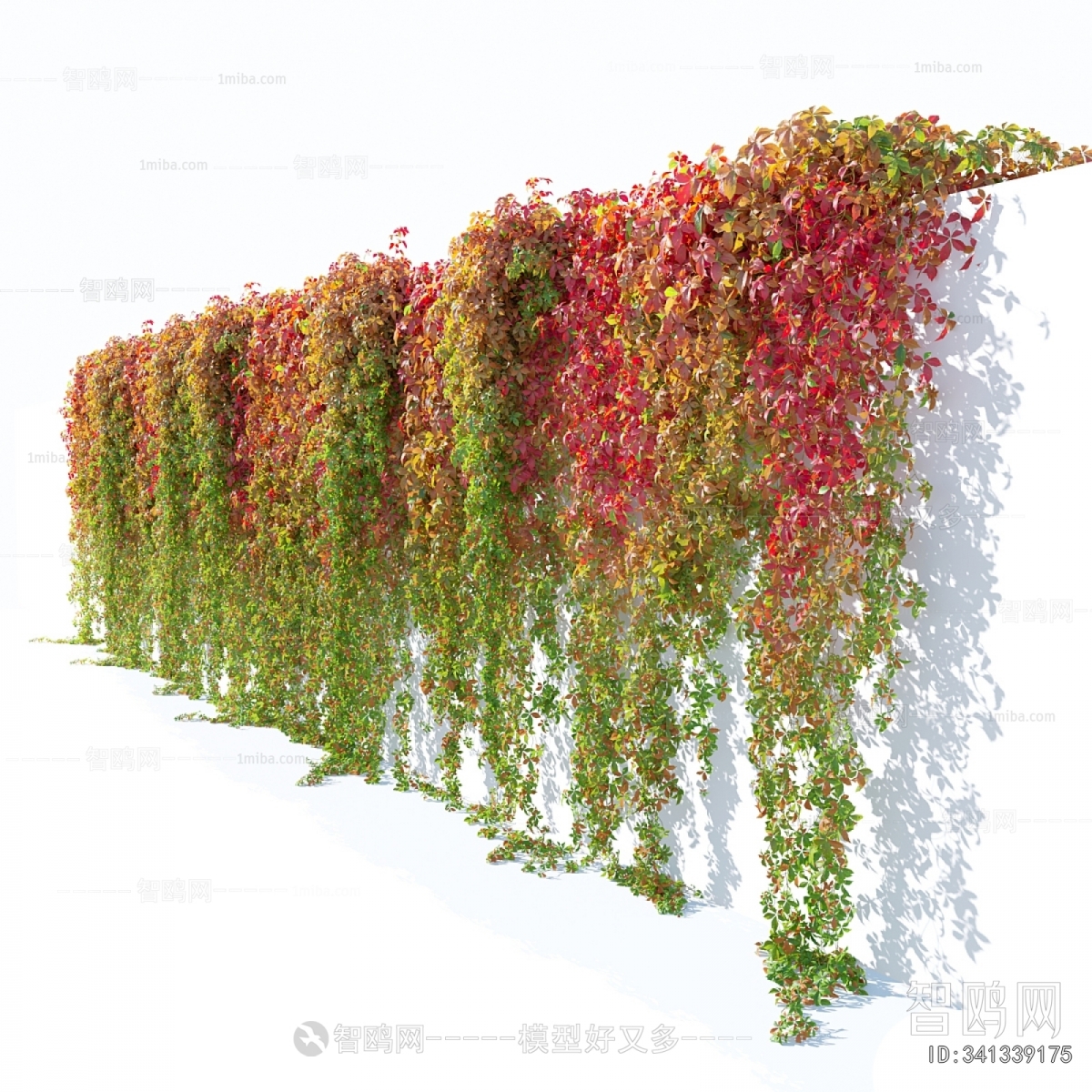 Modern Vine