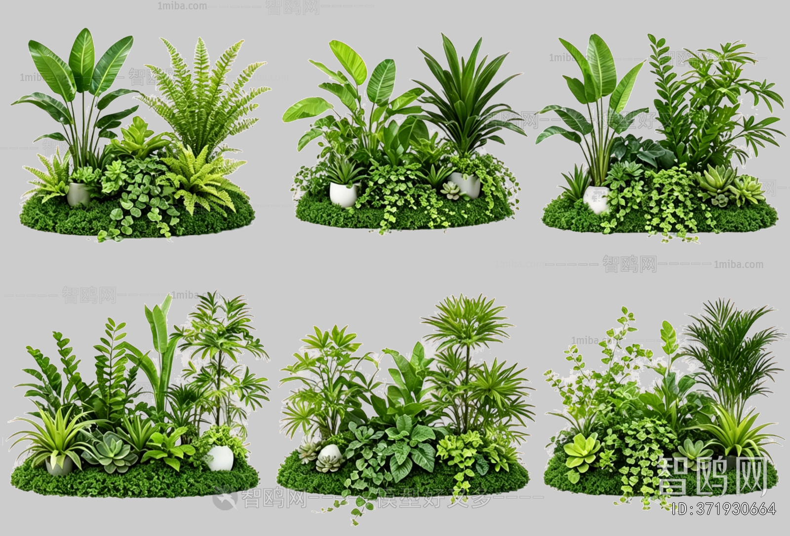 Plant Leaves