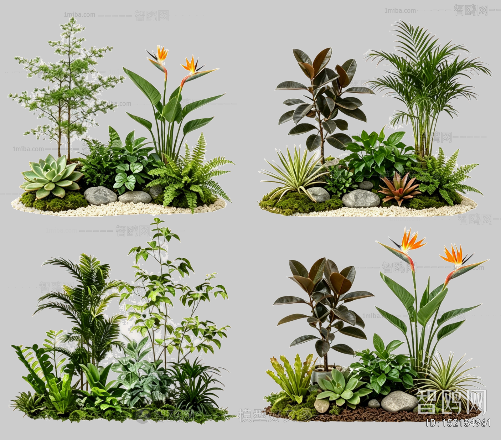 Plant Leaves