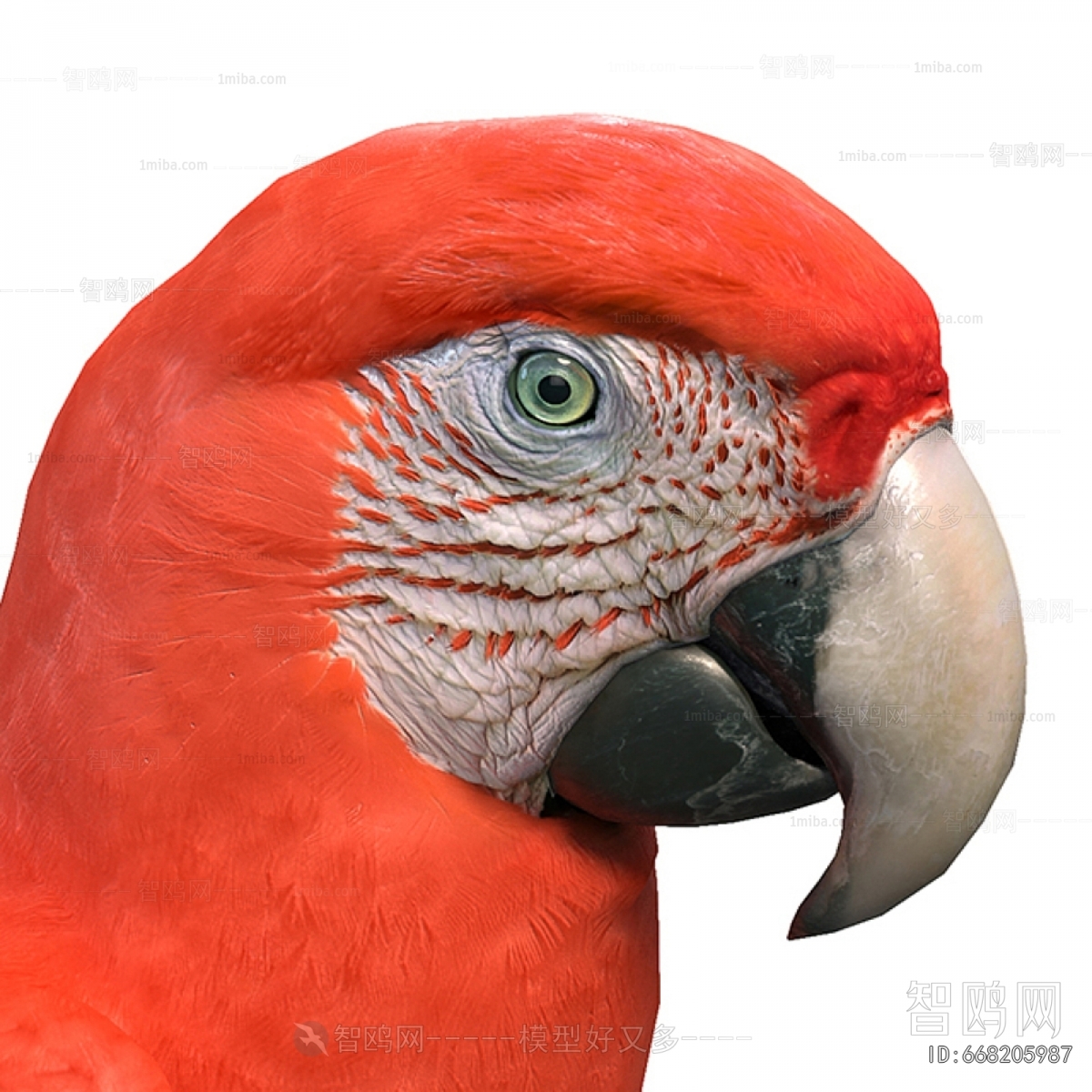 Modern Flying Animals